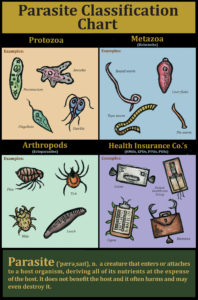 This image shows a parasite classification chart, including "Health Insurance Companies" Original artwork by Ricardo Levins Morales